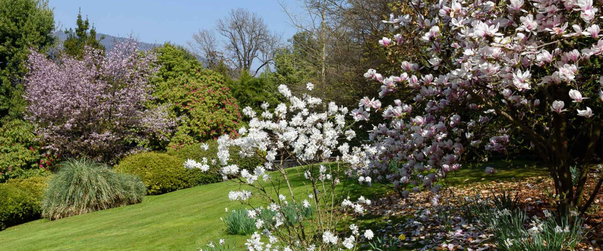 Aprile dolce fiorire: sull’Isola Madre sbocciano magnolie, mimose e protee