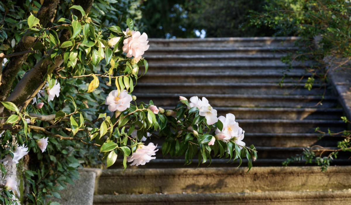 The season of the camellia, “lady of Isola Madre”