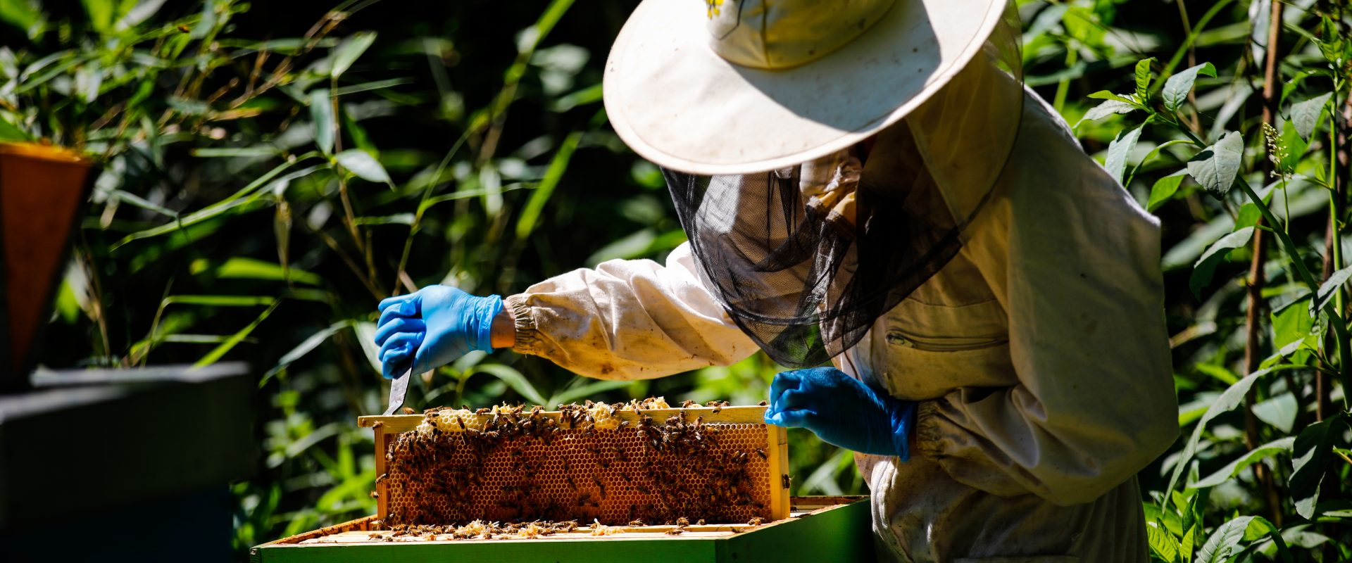 Weltbienentag: auf der Entdeckung der Perfektion im Bienenstand des Parco Pallavicino