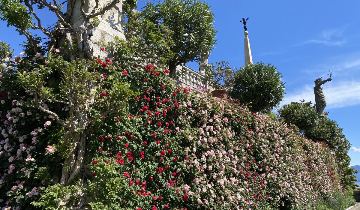The rose terrace blooms for Mother’s Day