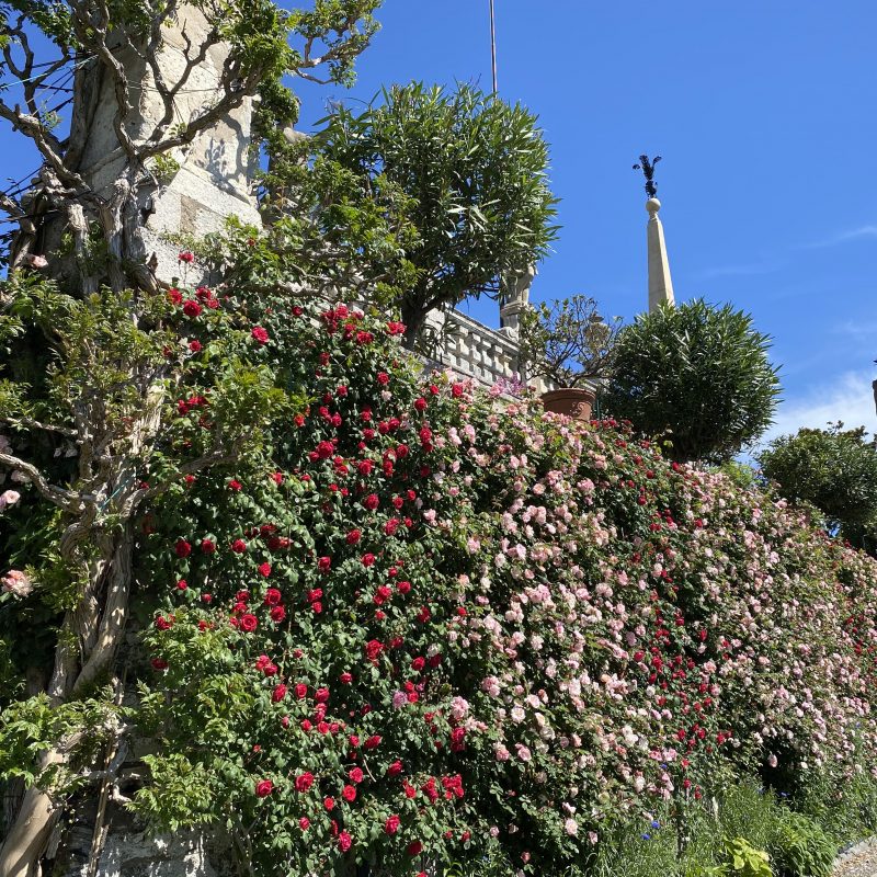 The rose terrace blooms for Mother’s Day
