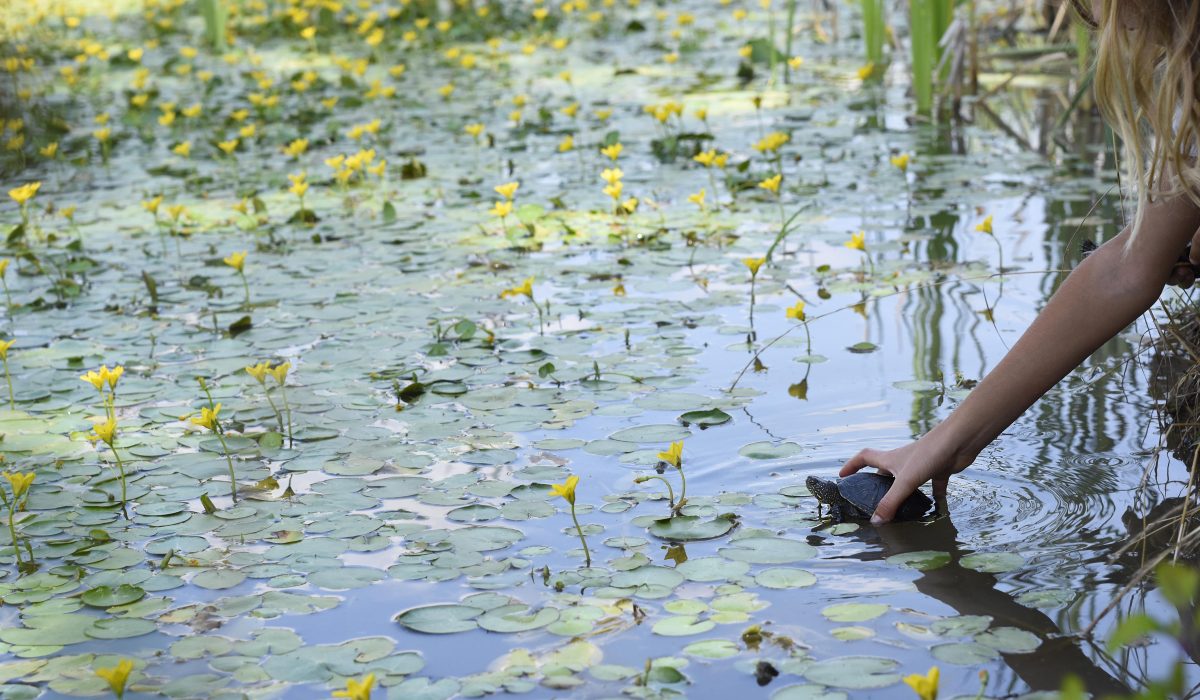 Parco Pallavicino releases weaned pond turtles into the wild.
