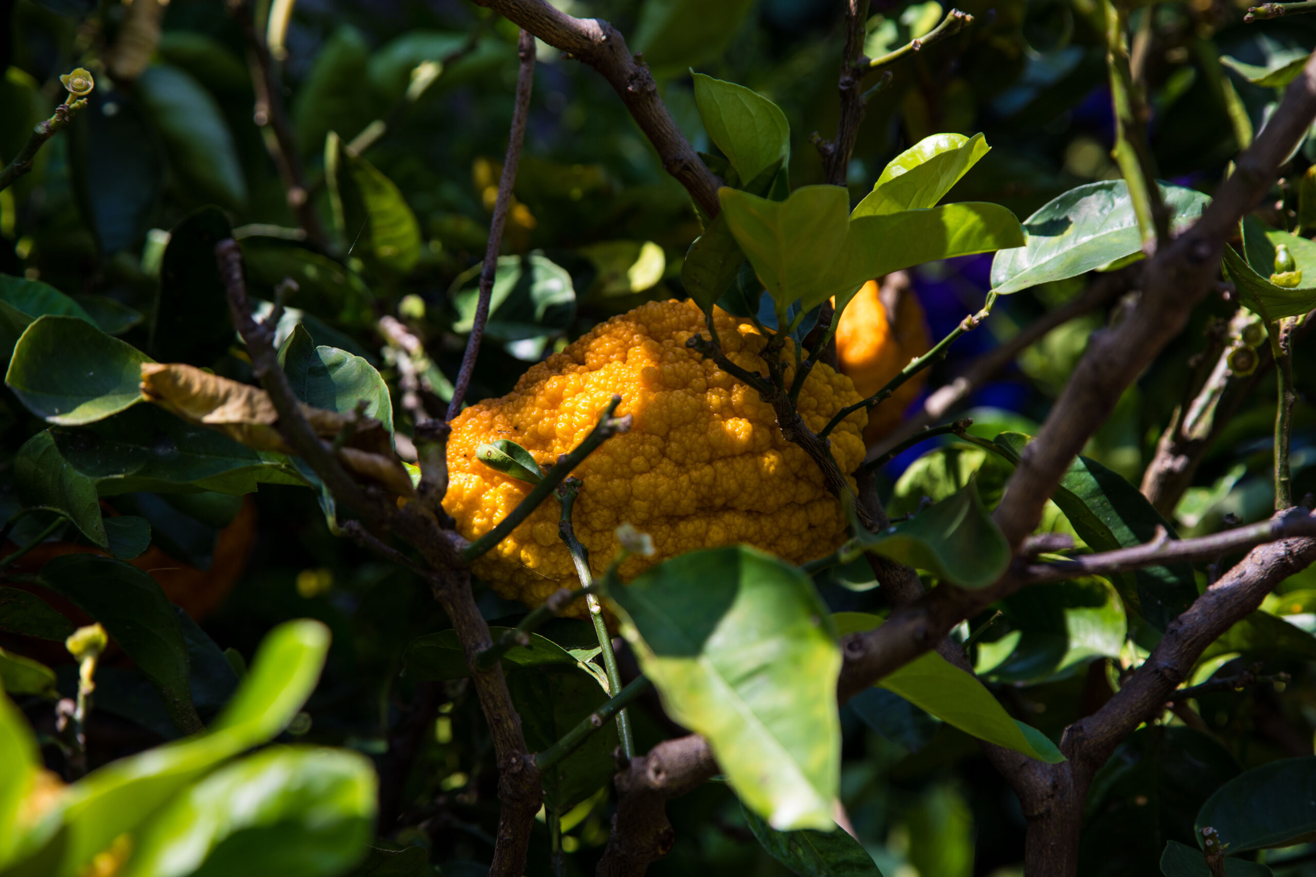 Citrus fruit on the Isole Borromee, over 400 years of history